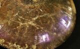Sphenodiscus Ammonite With Rare Purple Iridescence #31426-3